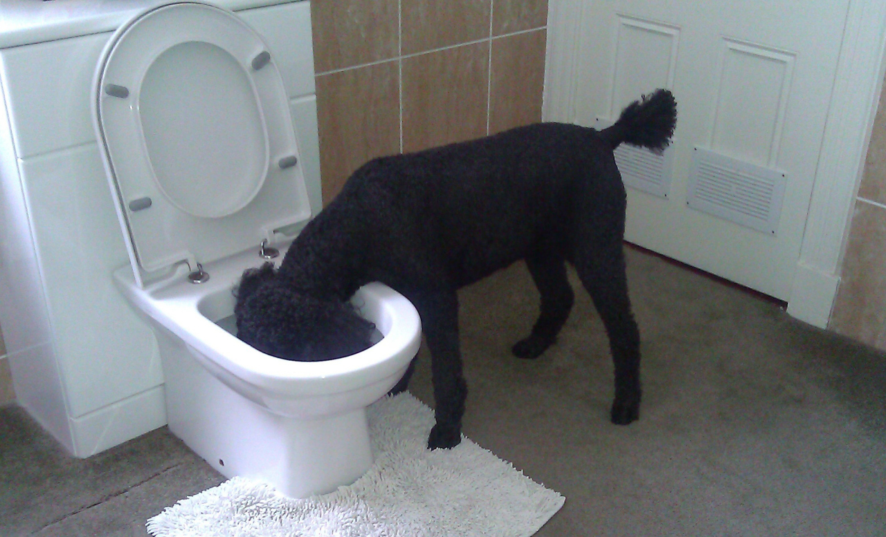 Hund trinkt aus der Toilette; Bildquelle: flickr.com/photos/craigmurphy/