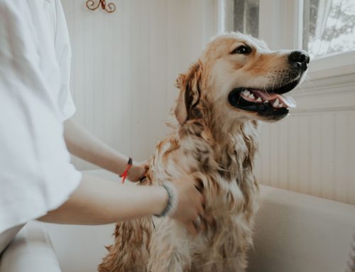 NEU: Tierfee ökologische Hunde-Shampoos